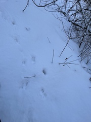 Capreolus