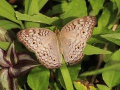 Junonia atlites