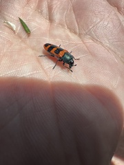 Castiarina crenata