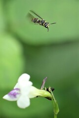 Antepipona