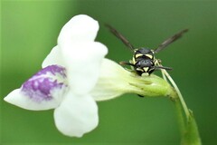 Antepipona
