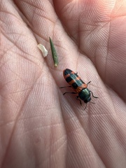 Castiarina crenata