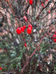 Berberis vulgaris
