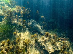 Trygonorrhina dumerilii