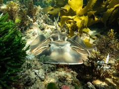 Trygonorrhina dumerilii