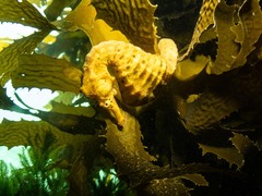Hippocampus abdominalis
