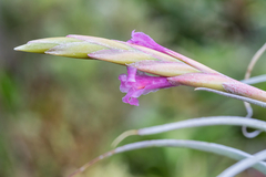 Tillandsia macbrideana