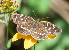 Anthanassa drusilla