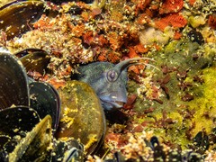 Parablennius tasmanianus