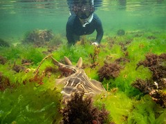 Trygonorrhina dumerilii