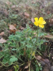 Ranunculus bulbosus
