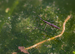 Hydrometra stagnorum