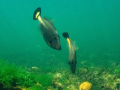 Meuschenia flavolineata