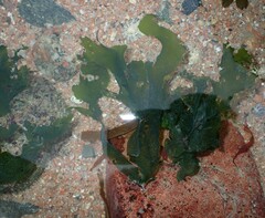 Ulvaceae