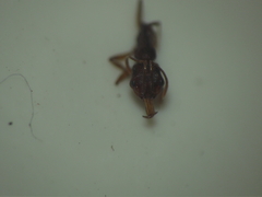 Anochetus kanariensis