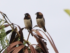 Lonchura leucogastroides