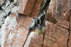 Poikilocarbo gaimardi