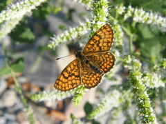 Melitaea