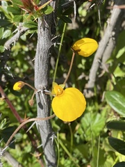 Calceolaria filicaulis
