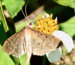 Herpetogramma bipunctalis