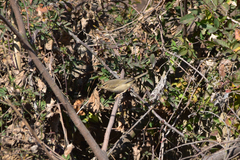 Phylloscopus fuscatus