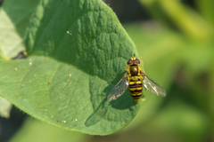 Epistrophella emarginata