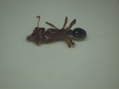 Anochetus kanariensis