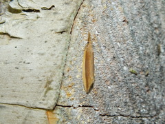 Donacaula mucronella