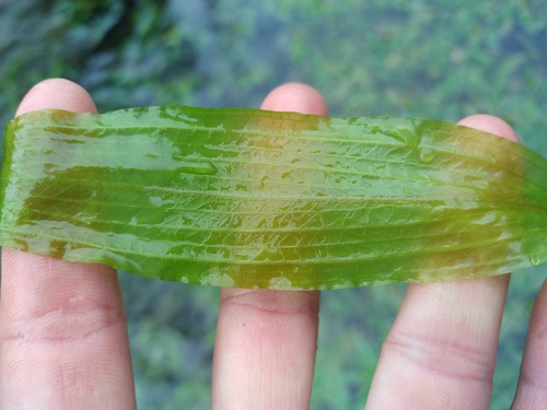 Image of Potamogeton coloratus by no rights reserved