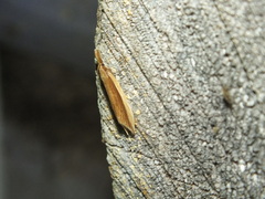 Donacaula mucronella