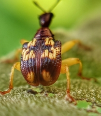 Korotyaevirhinus
