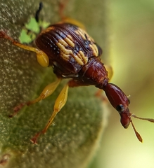 Korotyaevirhinus