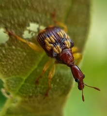 Korotyaevirhinus
