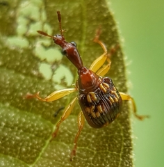 Korotyaevirhinus