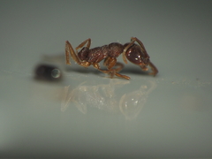 Anochetus kanariensis