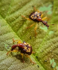 Korotyaevirhinus