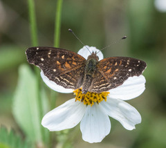 Anthanassa atronia