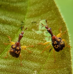 Korotyaevirhinus
