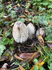 Coprinopsis atramentaria