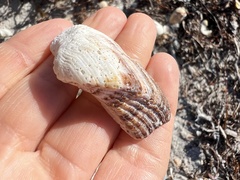 Lamarcka imbricata