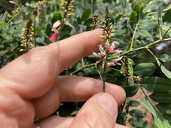 Indigofera jucunda