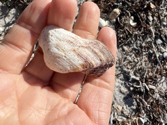 Lamarcka imbricata
