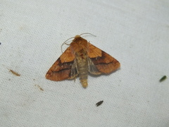 Pyrrhia exprimens