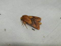Pyrrhia exprimens