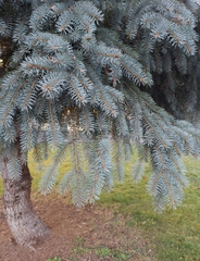 Picea pungens