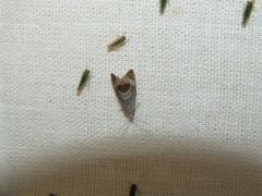 Notocelia uddmanniana