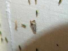 Notocelia uddmanniana