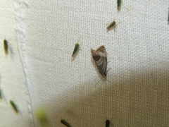 Notocelia uddmanniana