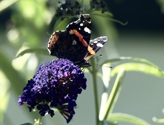 Vanessa atalanta