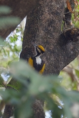 Chrysocolaptes festivus